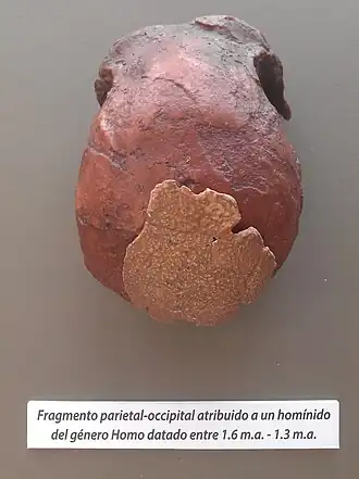 Image illustrative de l’article Homme d'Orce