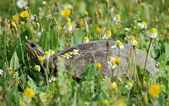 Description de l'image Req1.jpg.