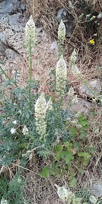 Description de cette image, également commentée ci-après