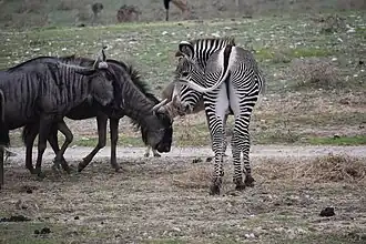 Gnous bleus et zèbre de Grévy.