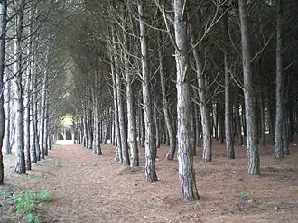 Pinède côtière d'Eboli.