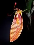 Restrepia antennifera