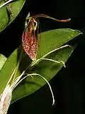 Restrepia aristulifera