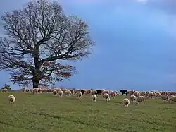 Troupeau ovin près de Revest-du-Bion.