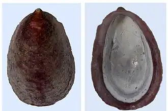 Description de l'image Rh.rosea.jpg.