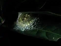 Ponte sur une feuille