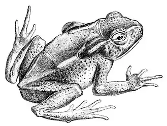 Description de l'image Rhaebo caeruleostictus.jpg.