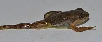 Description de l'image Rheobates pseudopalmatus.jpg.