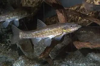 Description de l'image Rhinichthys osculus.jpg.