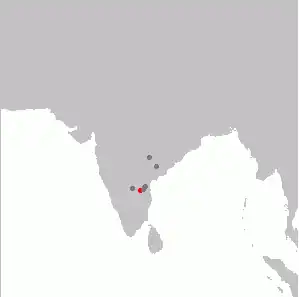 Rhinoptilus bitorquatus