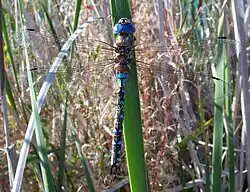 Rhionaeschna multicolor Wikimedia