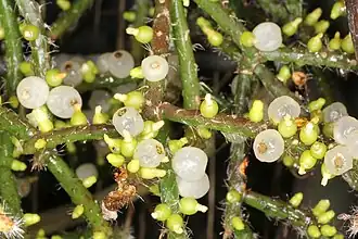Rhipsalis baccifera ssp horrida, tiges épineuses, fruits translucides