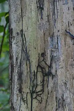 alternative de l'image à compléter