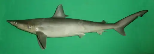 Rhizoprionodon acutus