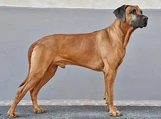 Rhodesian ridgeback.