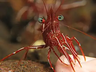 Description de l'image Rhynchocinetes durbanensis, Bali.jpg.