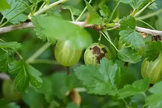 Podosphaera mors-uvae tachant un fruit de groseillier à maquereau.