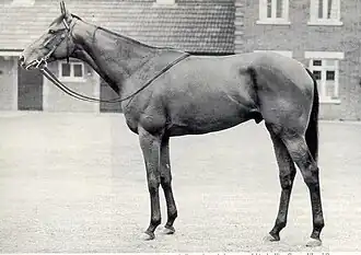 Photo en noir et blanc d'un cheval de profil harnaché seulement d'un filet dans la cour d'une maison.