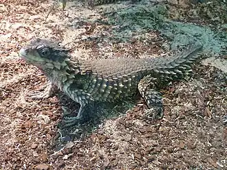 Description de l'image Riesengürtenschweif TerraZoo 1.JPG.