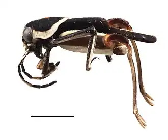 Description de cette image, également commentée ci-après