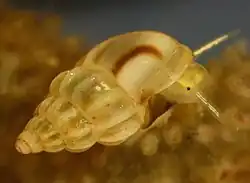 Rissoa parva. Coquille claire,  pied et tête, vue latérale.