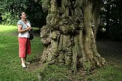 Robinier faux-acacia à Waterloo en Belgique.