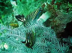 Roboastra luteolineata