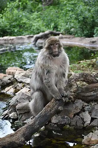 Image illustrative de l’article Forêt des singes de Rocamadour
