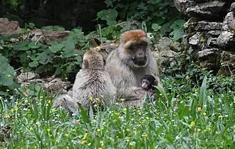 Femelle et son jeune de 4 jours.