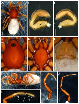 Description de l'image Roddenberryus kirk.png.