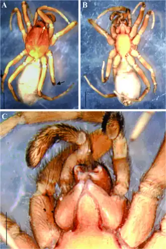 Description de l'image Roddenberryus pelegrina.png.