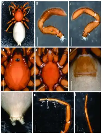 Description de l'image Roddenberryus spock.png.