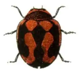 Description de l'image Rodolia cardinalis.jpg.