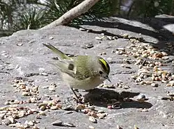 ..mangeant des graines