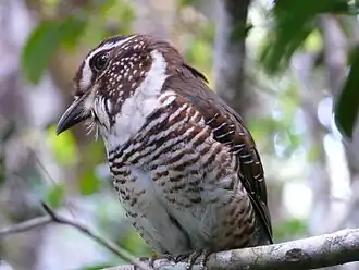 voir la légende ci-après
