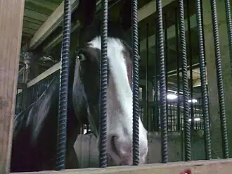Tête d'un cheval de sport roumain dans son box