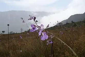 Utricularia humboldtii (Utriculaire d'Humboldt), mont Roraima.