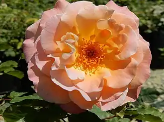 ʽFiona Gélin’ (2006), à Sidi Amor en Tunisie.