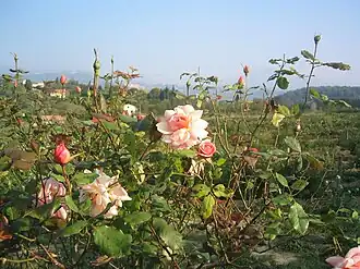 Image illustrative de l’article Tango (rose)