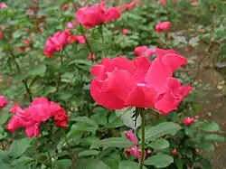 'Permanent Wave', Leenders 1933.