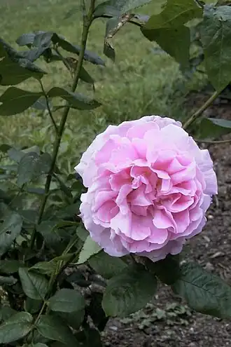 Image illustrative de l’article Wife of Bath (rose)