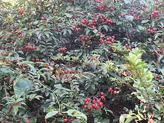 Description de l'image Rosa longicuspis CHB05.CH10.jpg.