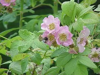 Description de l'image Rosa macrophylla0.jpg.