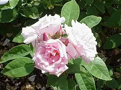 ‘Kathleen Harrop’, Dickson, 1919.