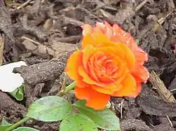 'Orange Meillandine', Meilland 1980