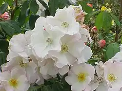 'Sally Holmes' (1976), hybride issu de 'Ballerina' x 'Ivory Fashion', distingué comme rose favorite du monde en 2012