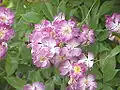 Rosa 'Veilchenblau'