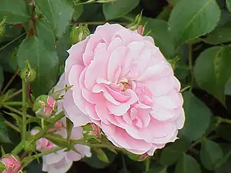 Image illustrative de l’article Bonica 82