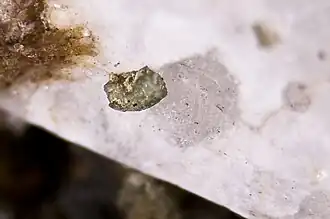 Image illustrative de l’article Roschérite