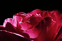 photo : pétales d'une rose dans une lumière rasante sur un fond noir.